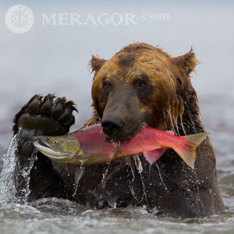Ведмідь зловив рибу фото на аву Ведмідь
