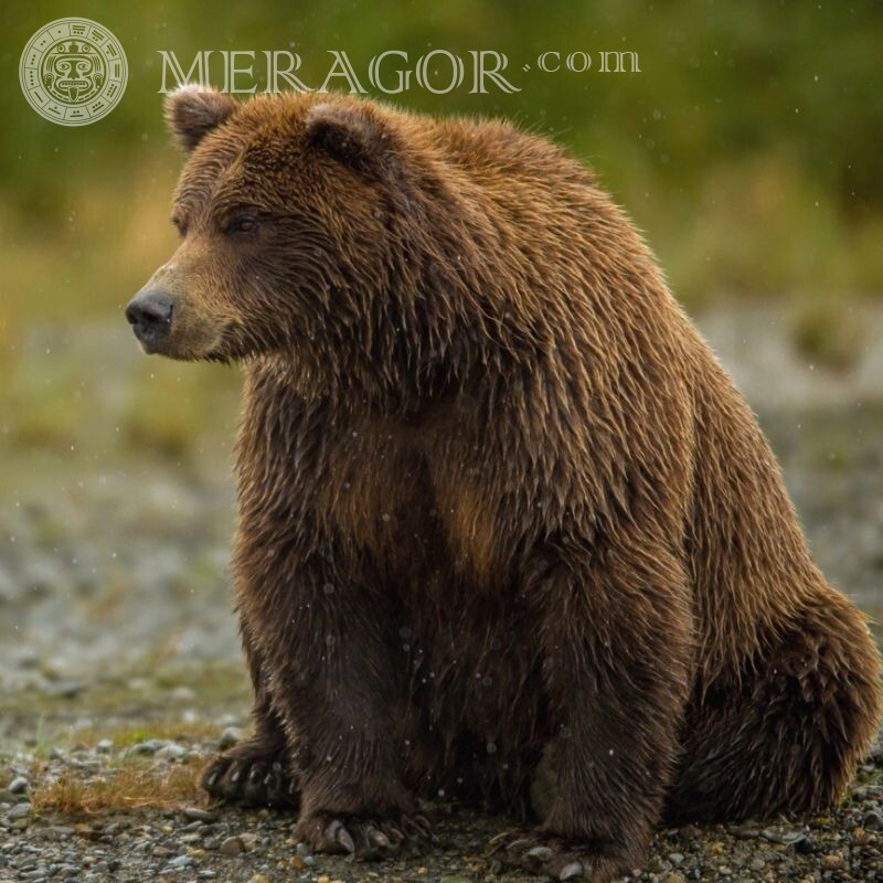Télécharger la photo de l'ours sur avatar Ours