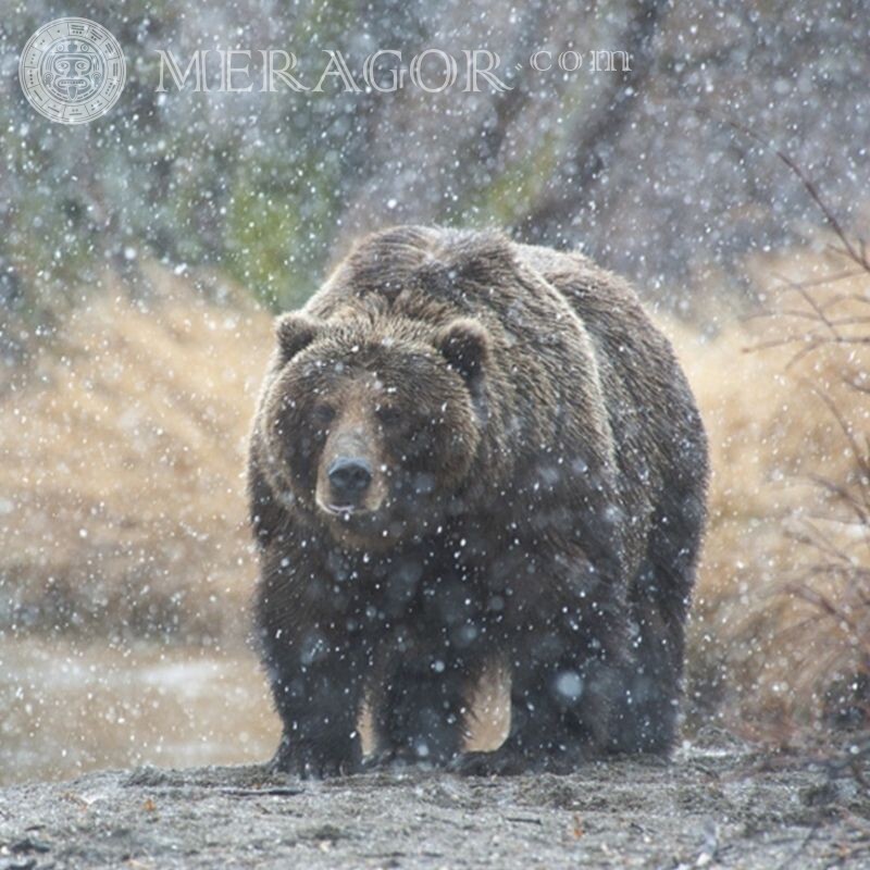 Hermosa foto de un oso en un avatar Osos