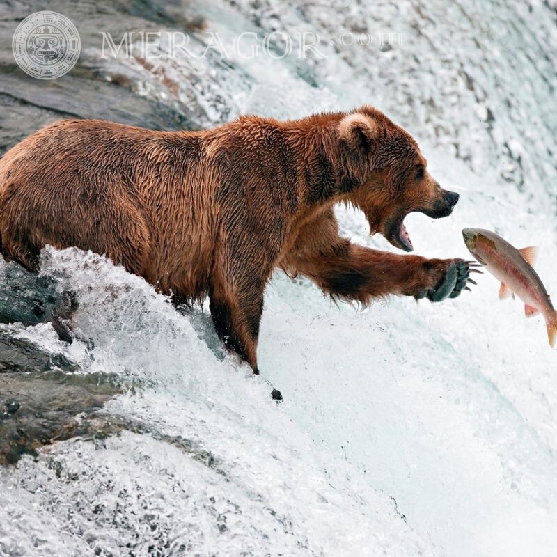 Foto eines Bären auf Avatar lustig Baer