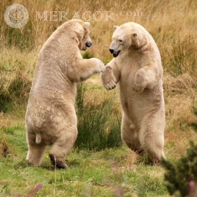 Foto de ursos no avatar Os ursos