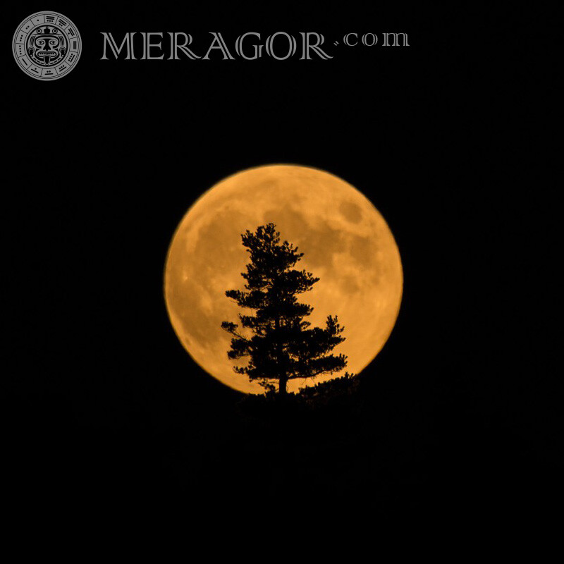 Einsamer Baum auf dem Hintergrund des Mondfotos Natur