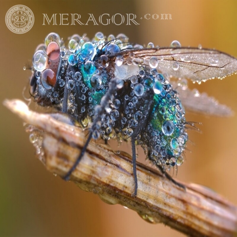 Foto de close-up de uma mosca Insetos