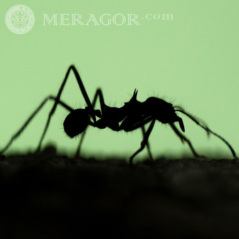 Foto de perfil de hormiga solitaria Insectos