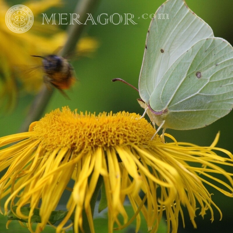 Papillon et abeille Insectes