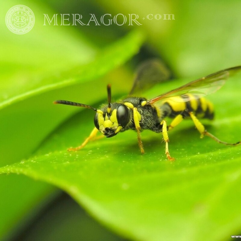 Wasp photo Insects