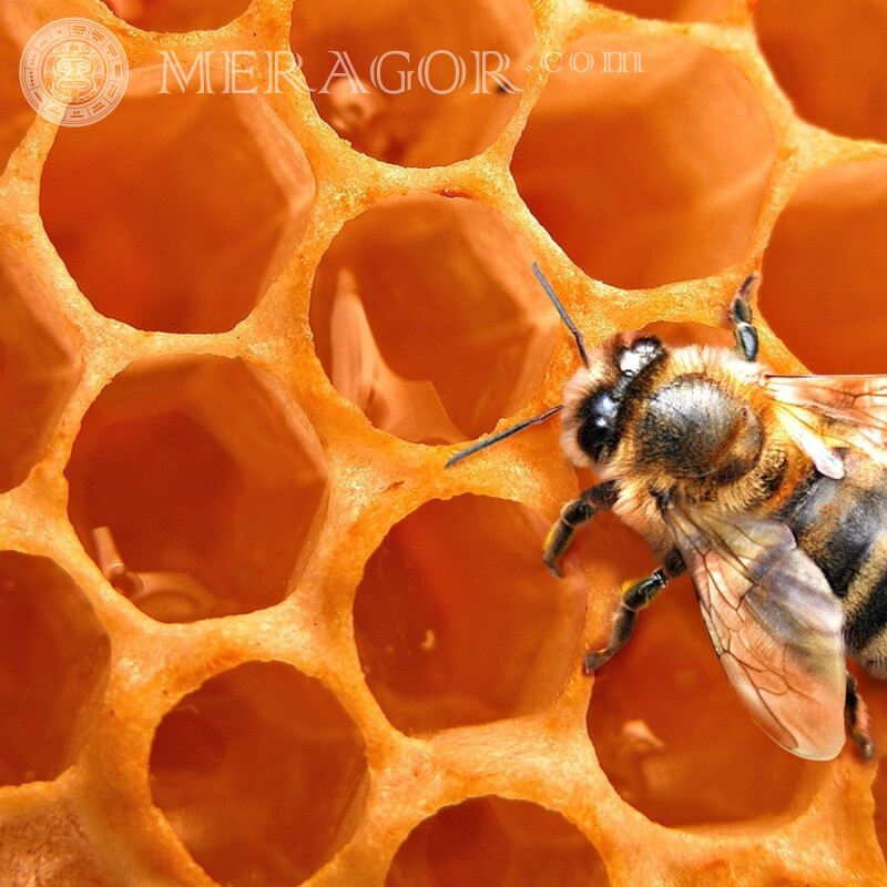 Bee in combs Insects