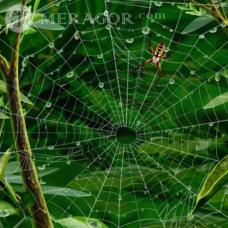 Araña en la web Insectos