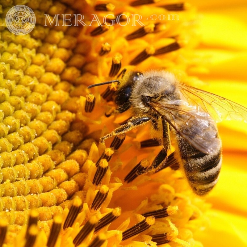 Biene trinkendes Nektarfoto Insekten
