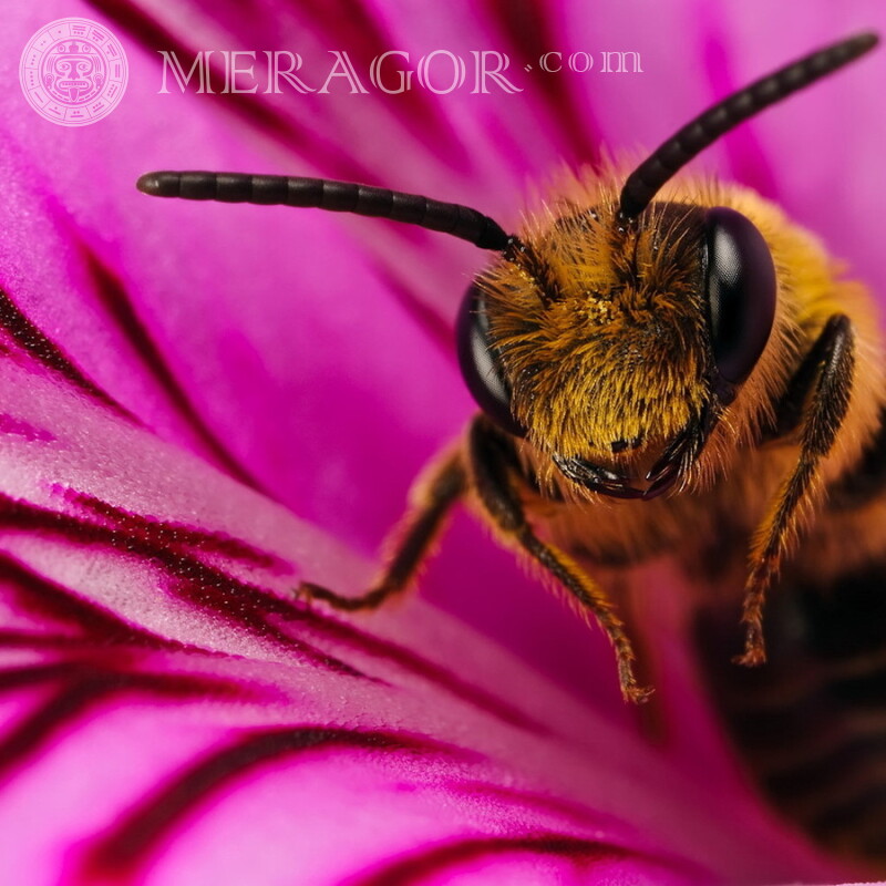 Пчела на аватарку Насекомые