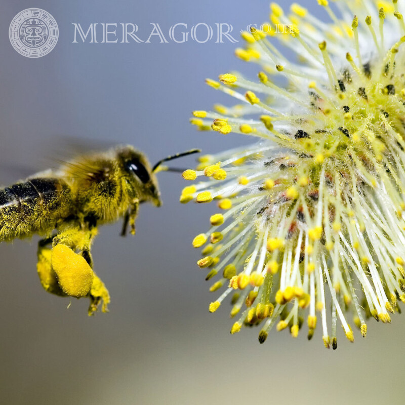 Biene im Pollen Insekten