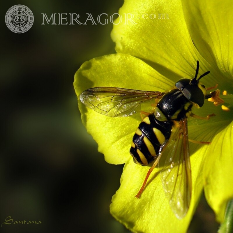 Бджола в жовтому квітці Комахи