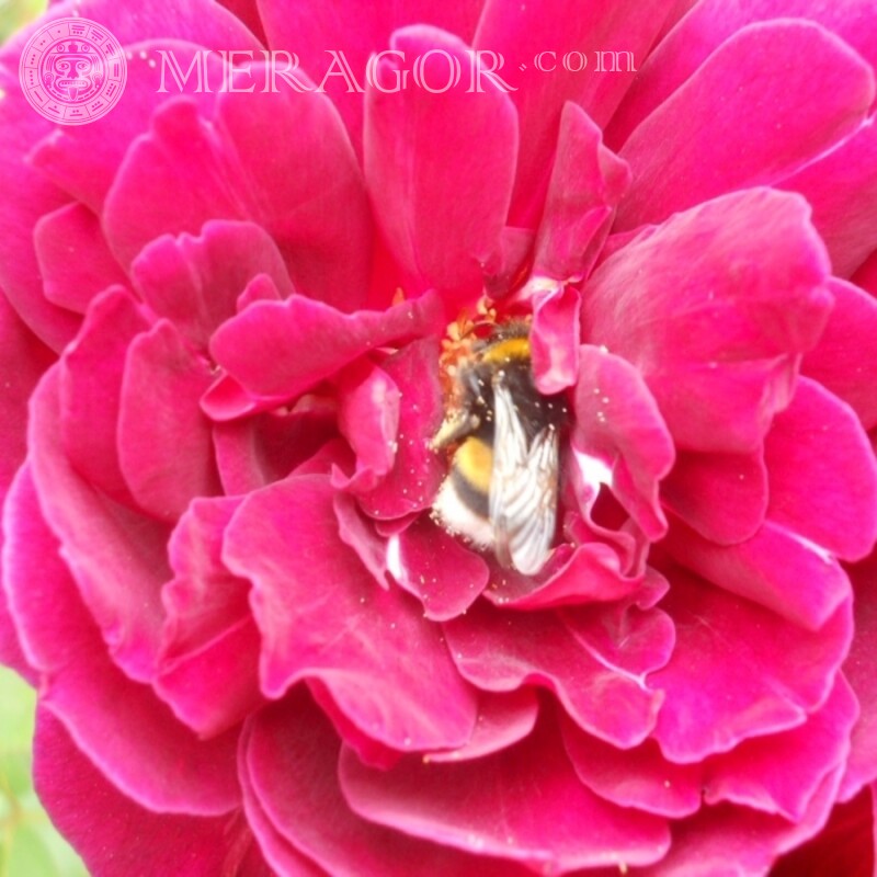 Пчела в розе Насекомые