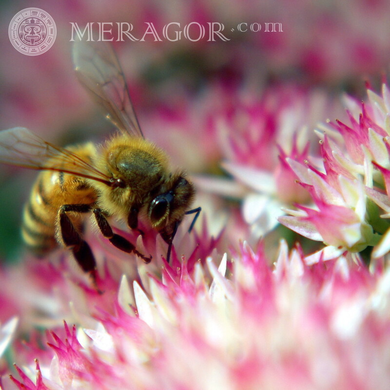 Photo d'une abeille à télécharger sur la couverture Insectes