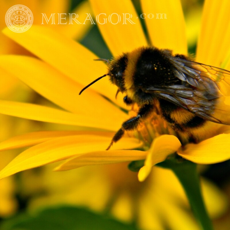 Пчела в желтом цветке скачать Насекомые