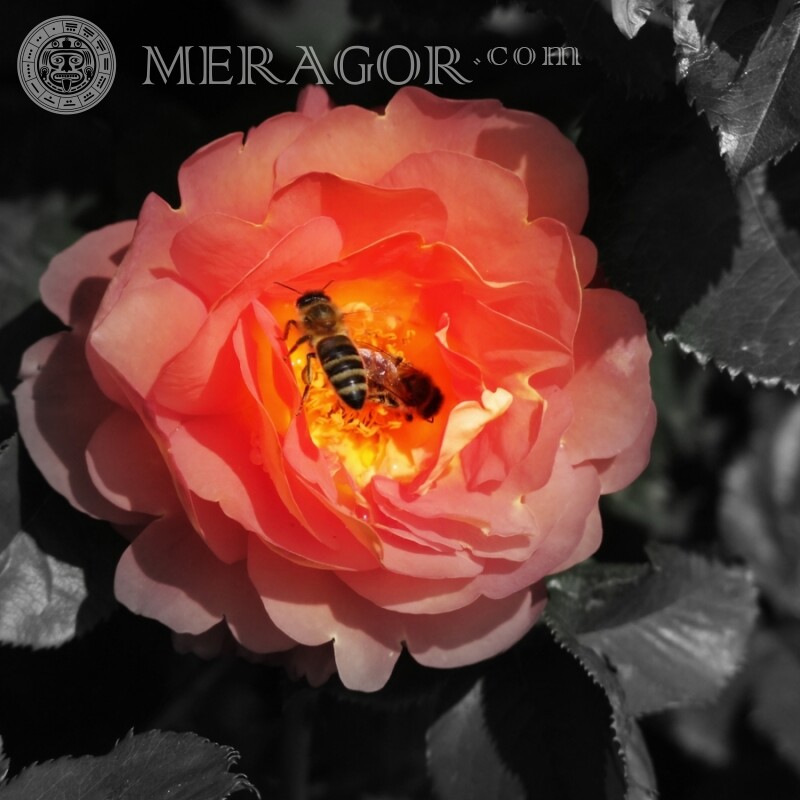 Biene in Rose herunterladen Insekten