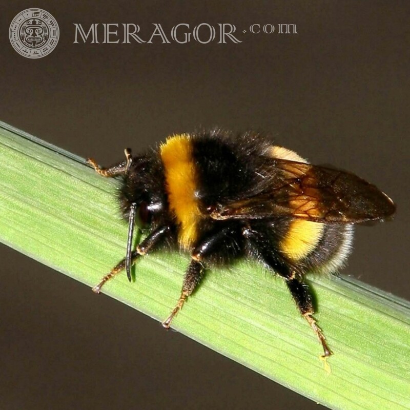 Bumblebee sur avatar Insectes