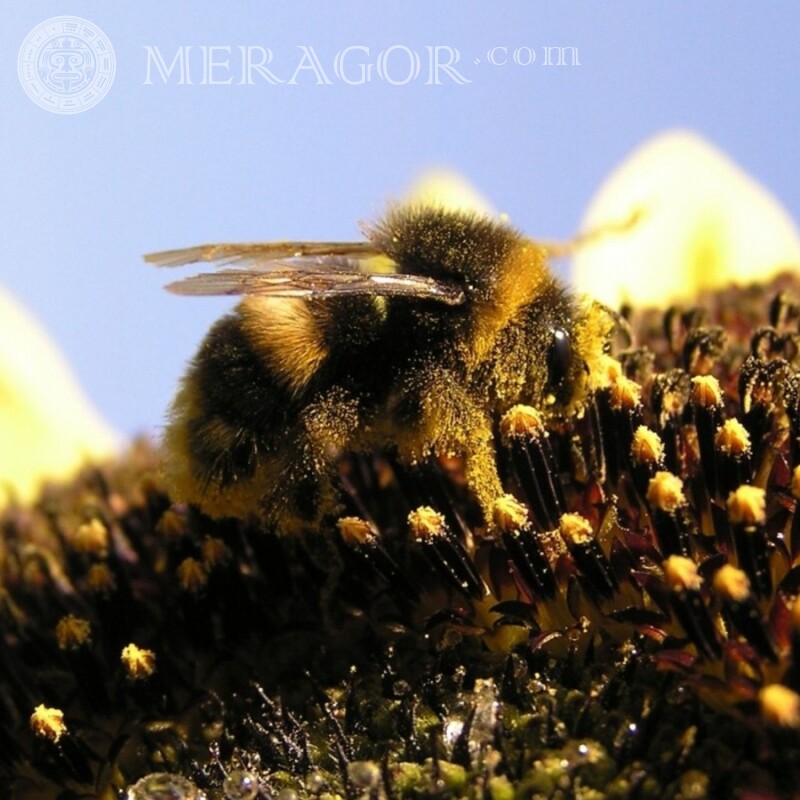 Biene im Pollenfoto Insekten