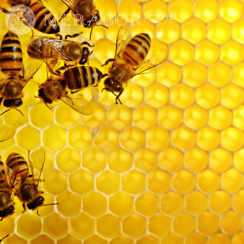 Abejas en panales Insectos