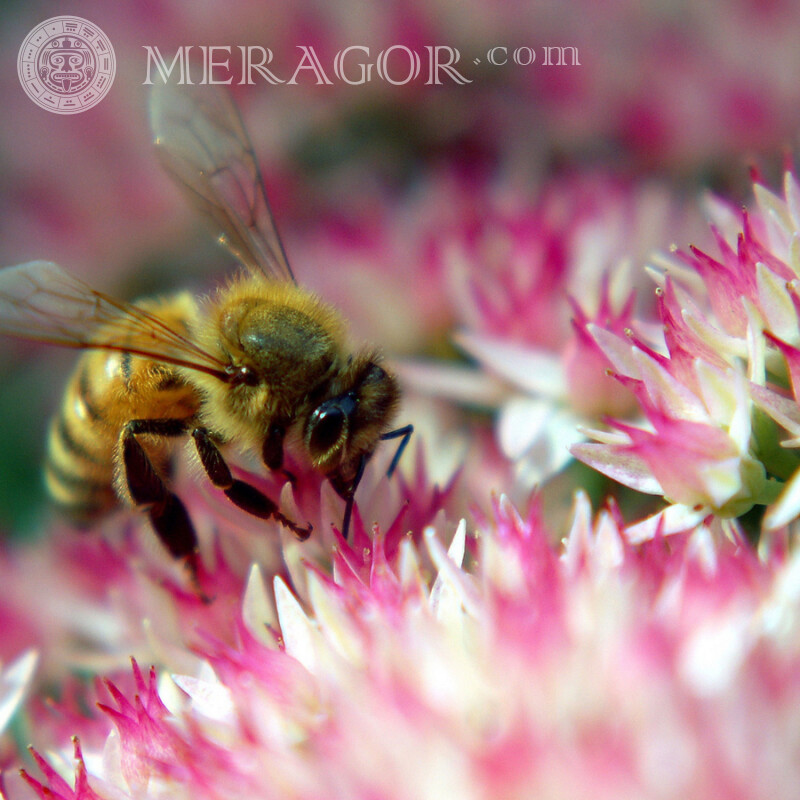 Пчела в розовом цветке Насекомые