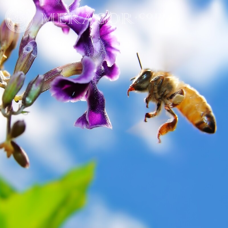 Летящая пчела Насекомые