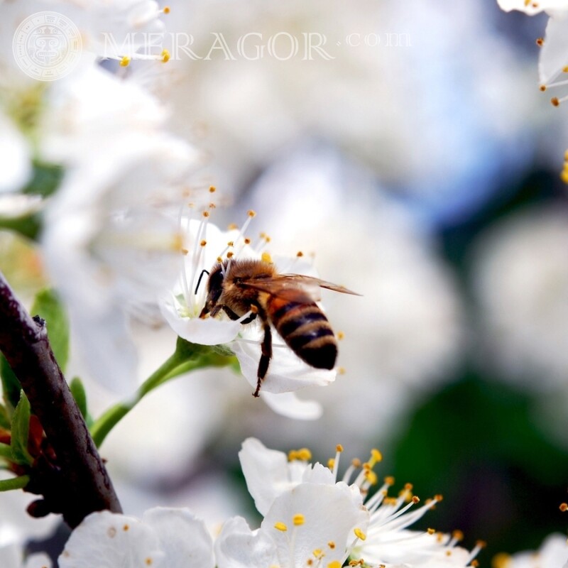 Bee drinking nectar download Insects