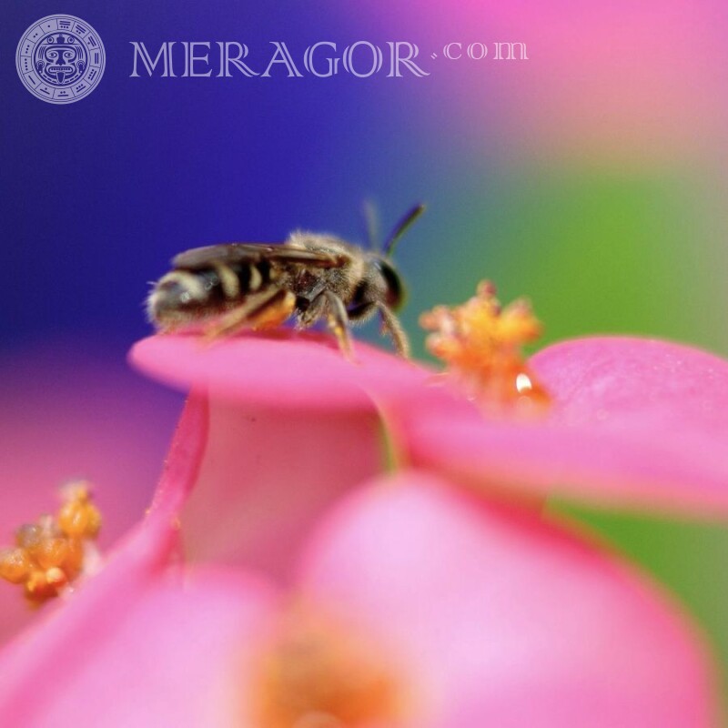 Бджола на рожевому квітці Комахи