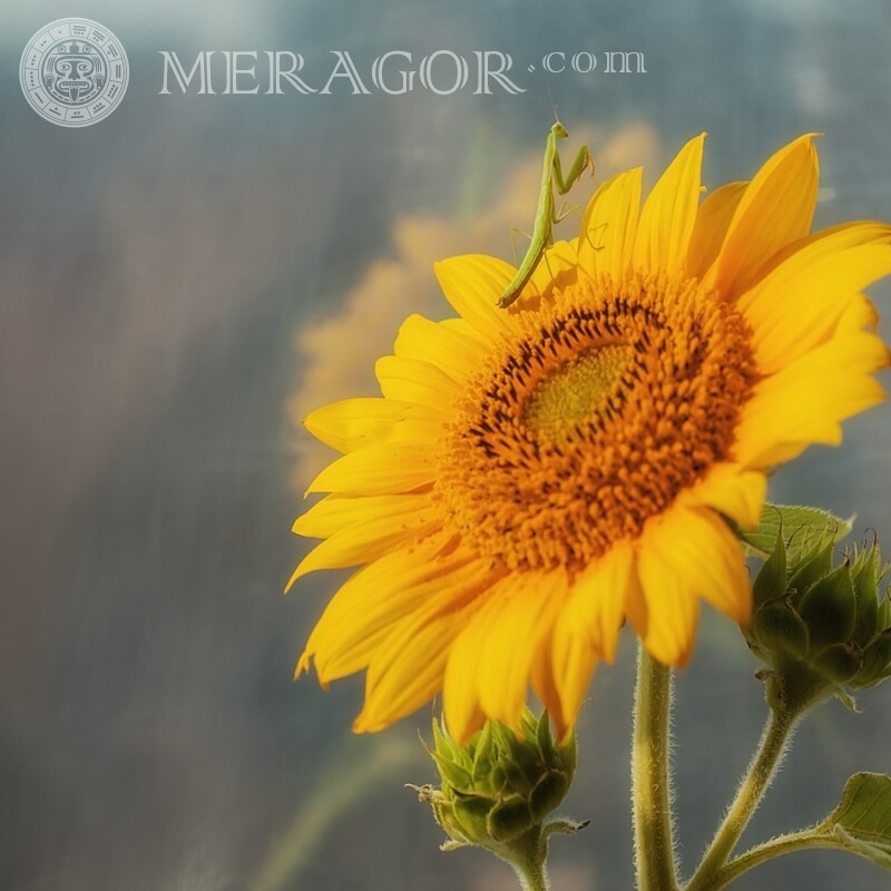 Mantis sur un tournesol Insectes