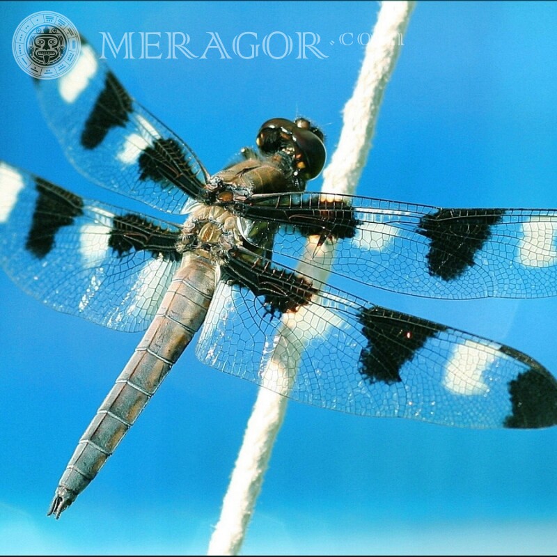 Black and white dragonfly Insects