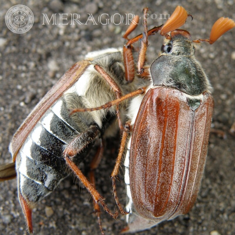 Dos escarabajos Insectos
