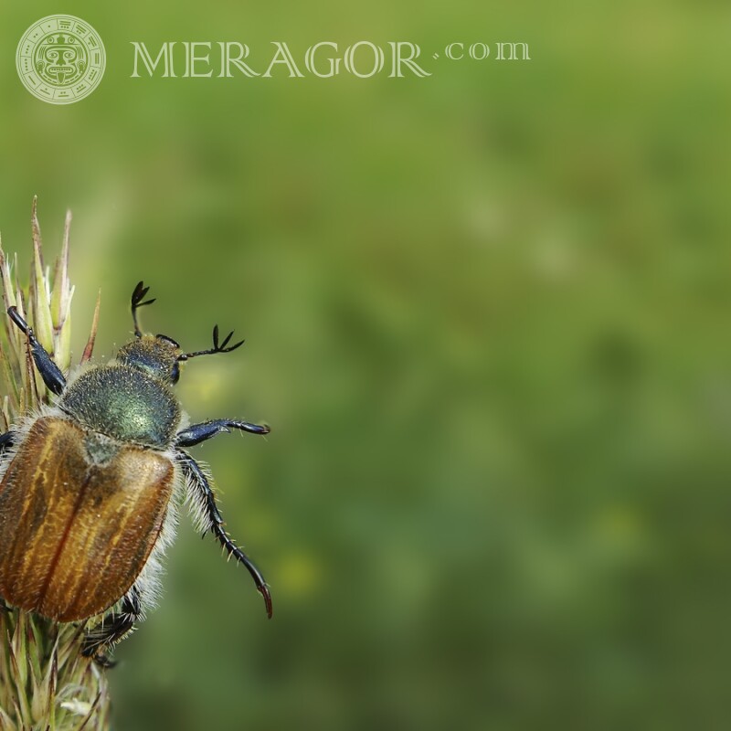 Photo de scarabée Insectes