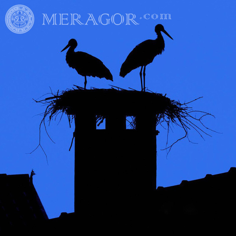 Zwei Störche im Nest auf dem Dach Avatar Vogel