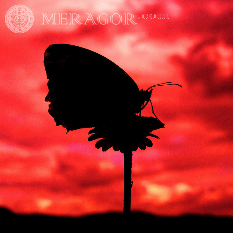 Чёрная бабочка на цветке на красном фоне на аккаунт Бабочки