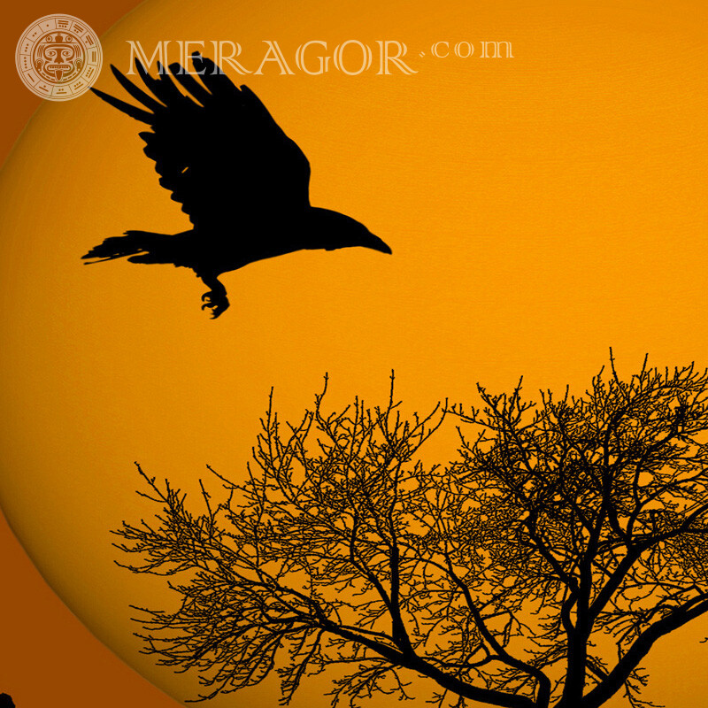Raven in flight avatar Birds