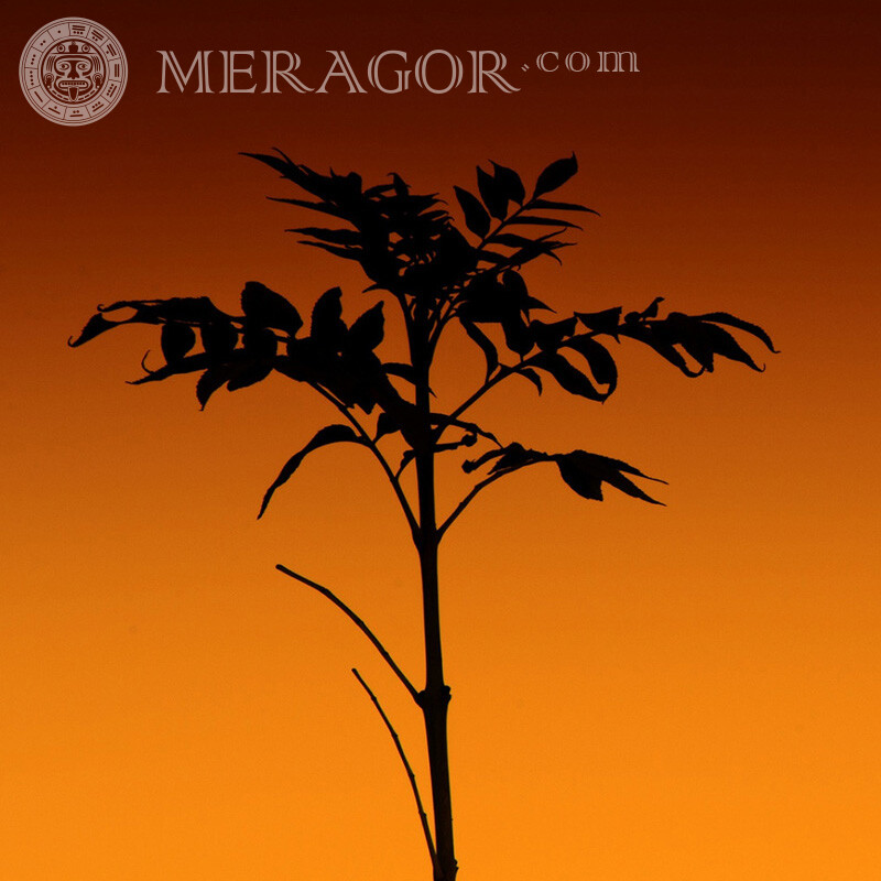 Photo de silhouette de plante Nature