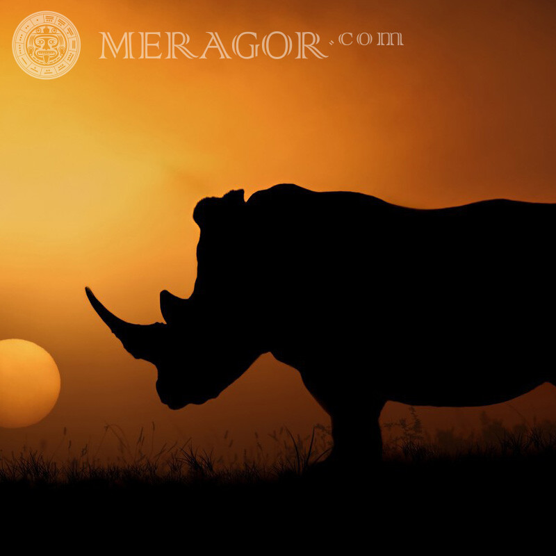 Photo de silhouette de rhinocéros Autres animaux