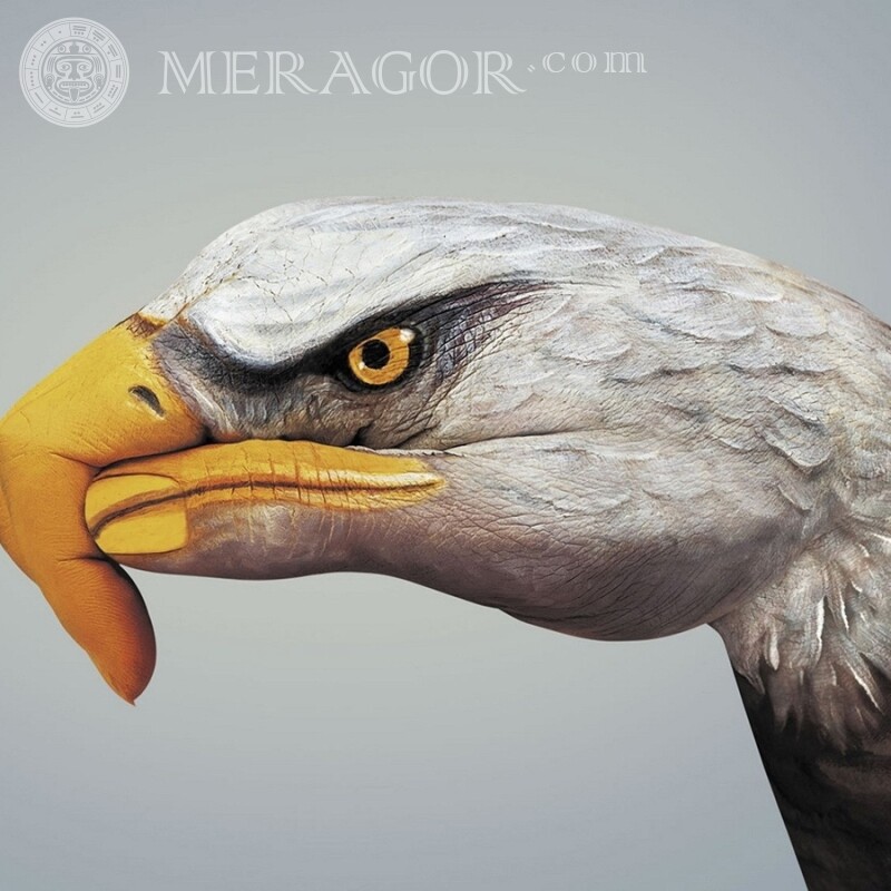 Adlerkopfbild für Profilbild Humor Vogel Lustige Tiere