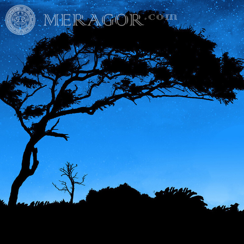 Starry sky and landscape photo Nature