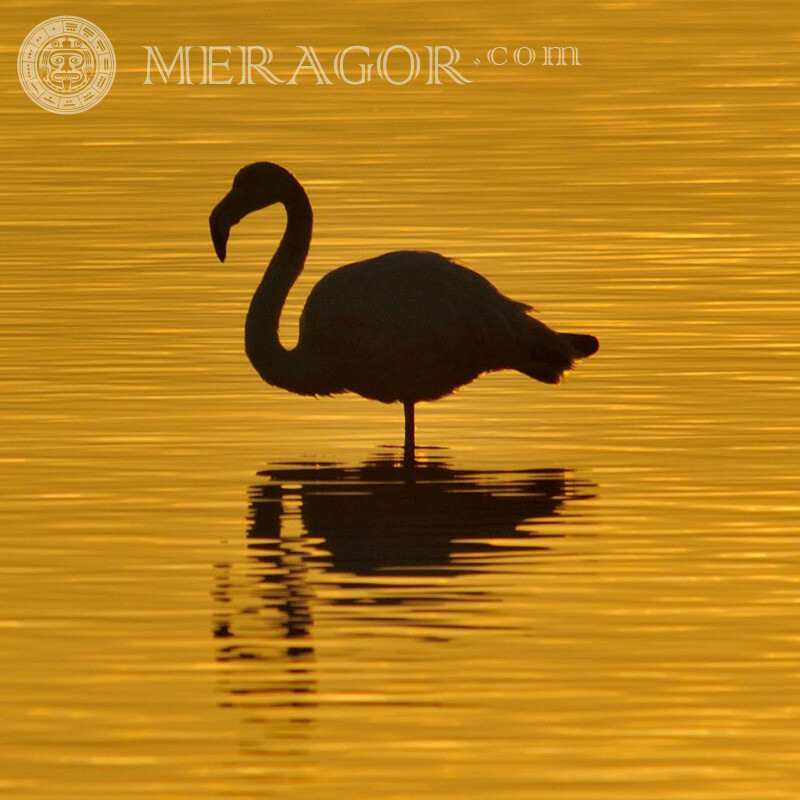 Flamingo em um fundo de um rio amarelo por conta Aves