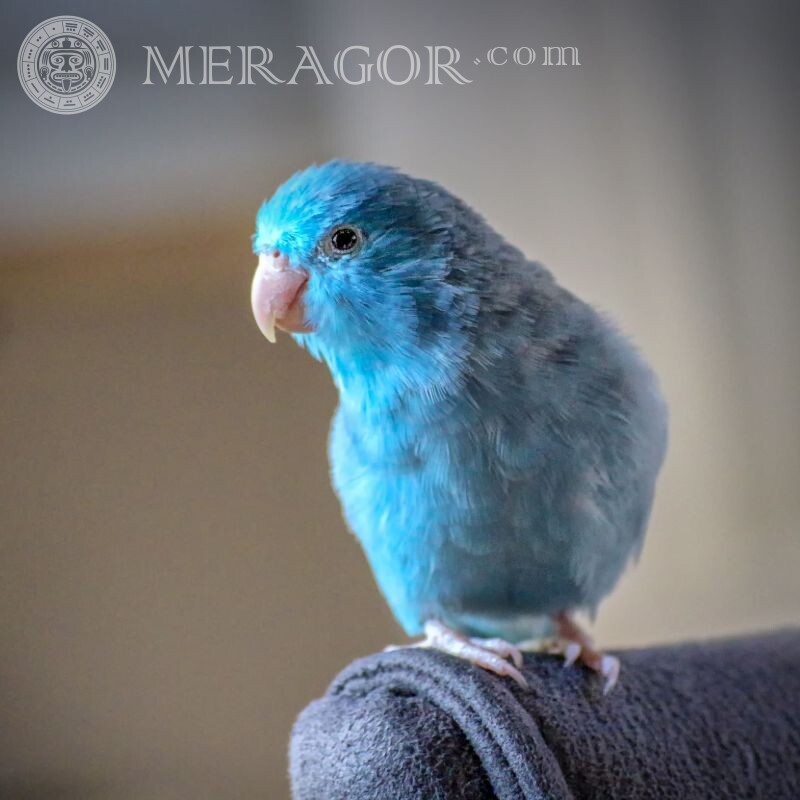 Голубой попугай на аватар Птицы