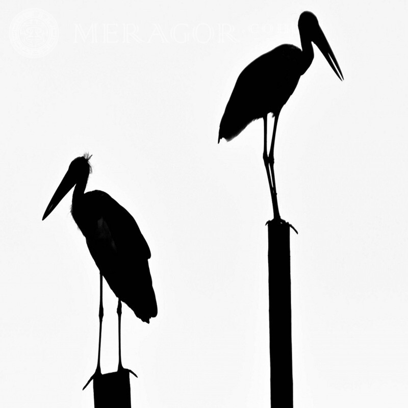 Два аиста с длинными клювами на тонких опорах профиль Птицы