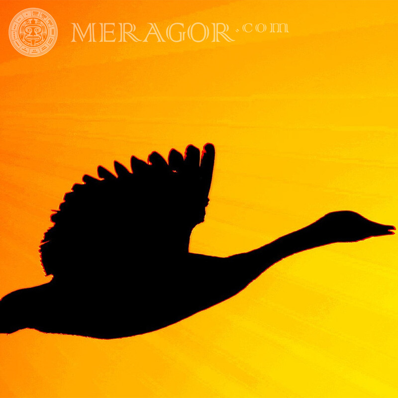 Schwarzes Schattenbild eines Vogels auf einem gelben Himmelbild Vogel