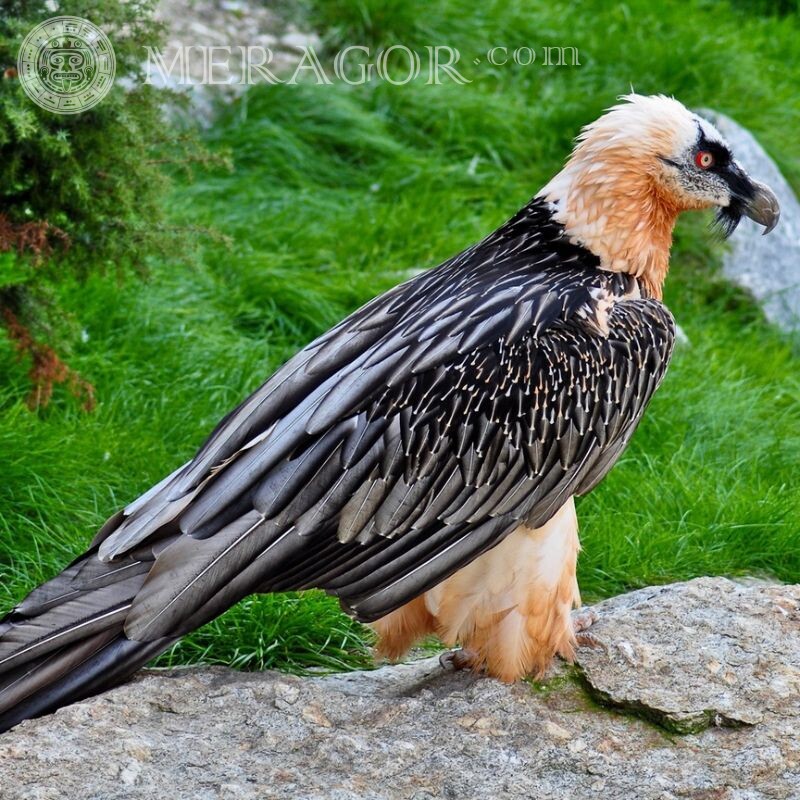 Foto de un águila sobre depredadores avatar Ave