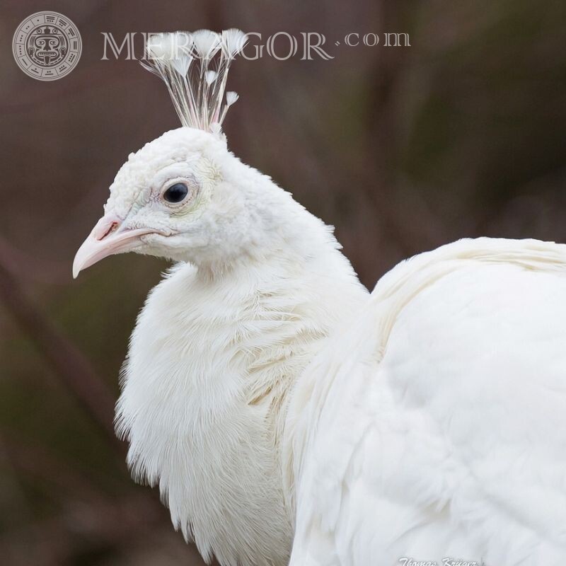 Weißes Pfauenfoto für Avatar Vogel