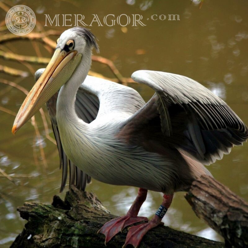 Pelikan auf Avatar Vogel