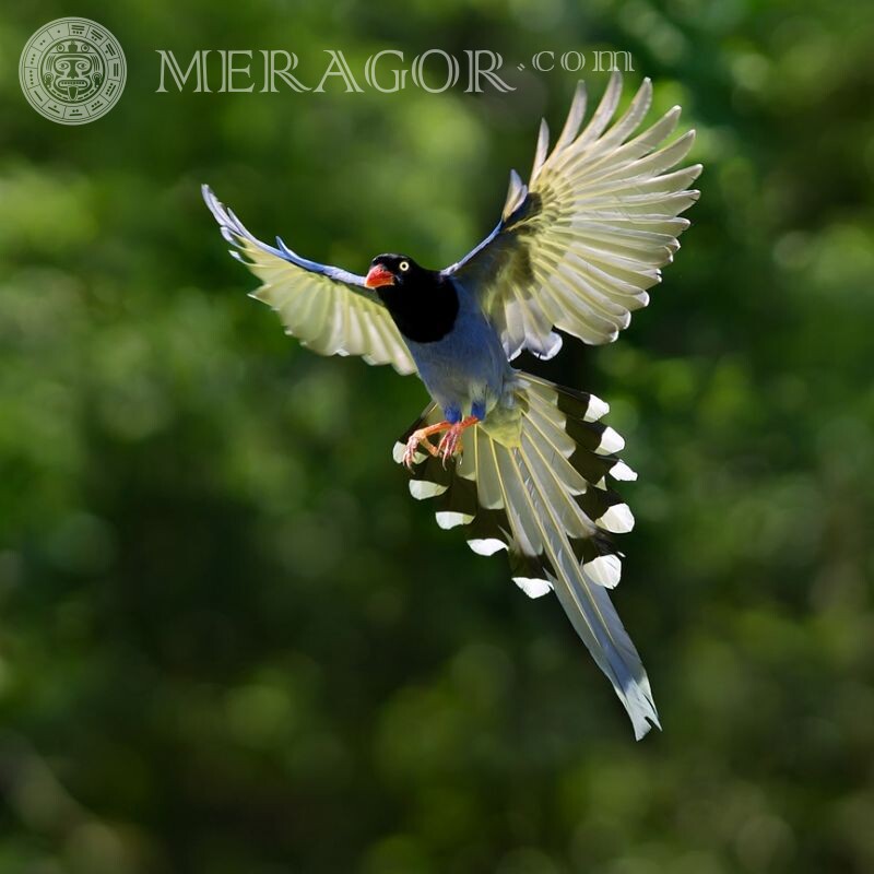Vogel im Flug Foto für Avatar Vogel