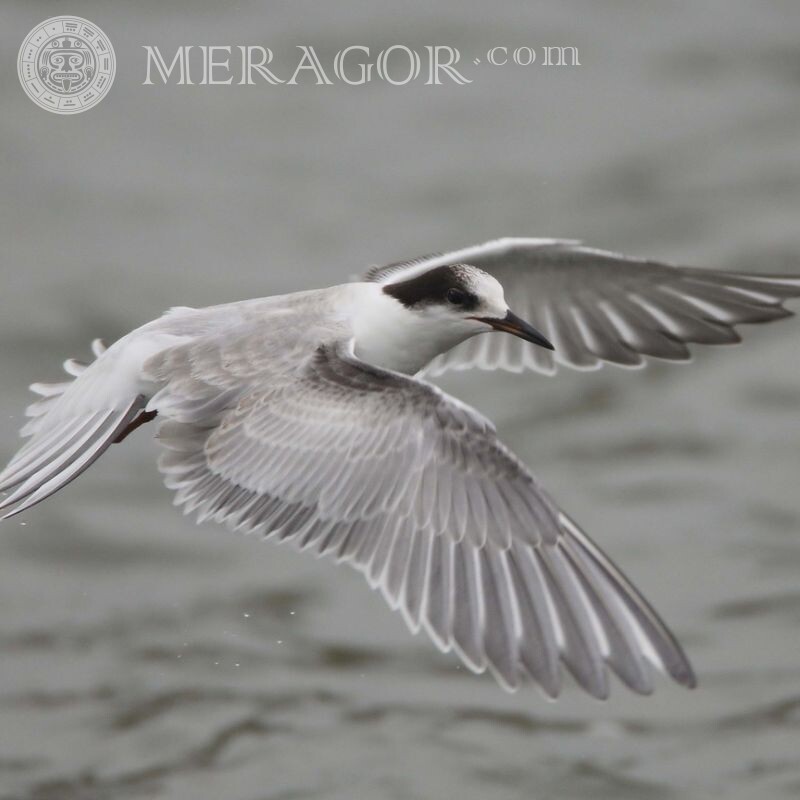 Photo of a seagull for avatar Birds