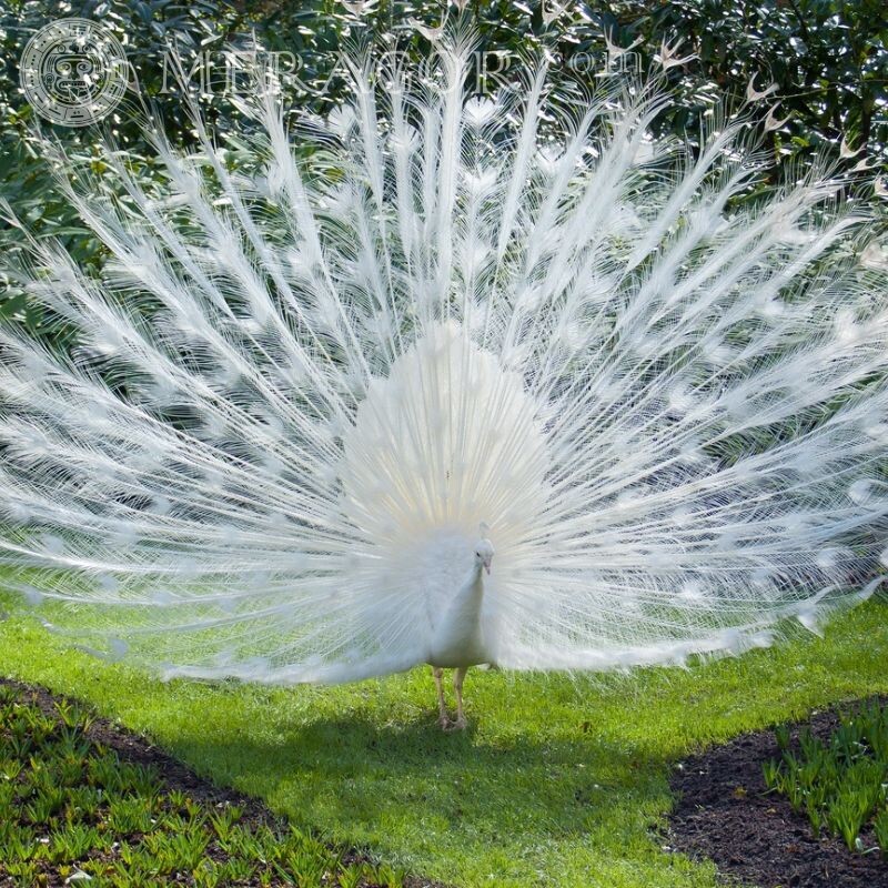 Photo d'un paon blanc pour avatar Oiseaux