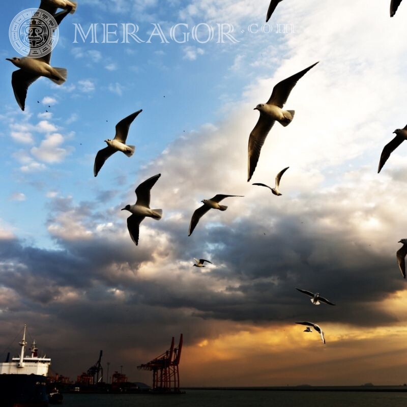 Flock of seagulls for avatar Birds