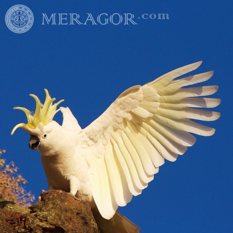 Perroquet sur avatar Oiseaux